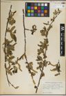 Foto von Salix laevigata Bebb